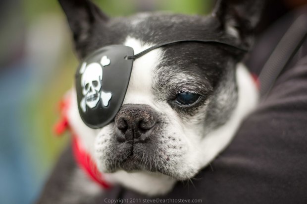 Pirate dog portraits need boceh